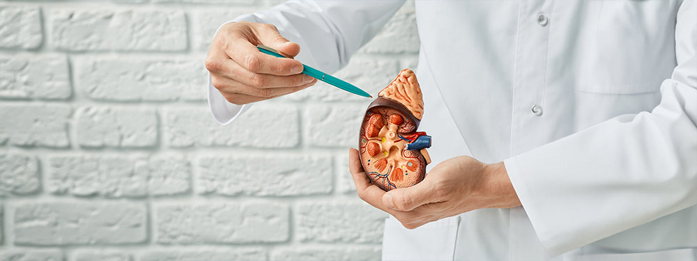 Adrenal Health: Nurturing the Body's Adrenal Function