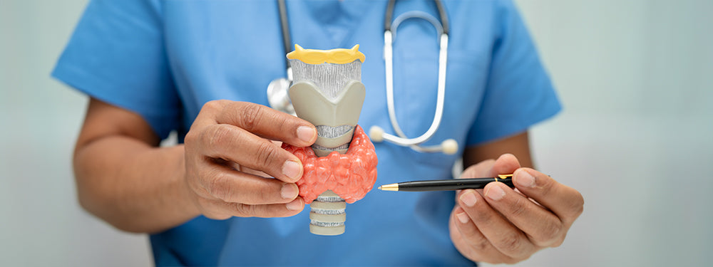 Thyroid Function: Aiding Normal Gland Activity