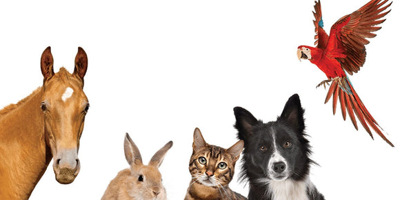 Premium Veterinary Herbal Supplements for COMPANION ANIMALS-newvita